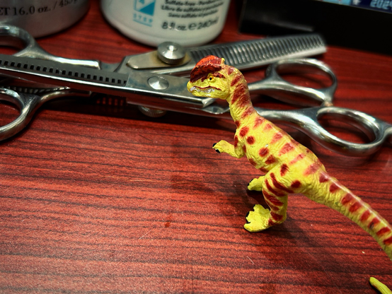 A green Dilophosaurus with brown spots stands on a counter and eyes two pairs of hair dressing scissors with mischief.
