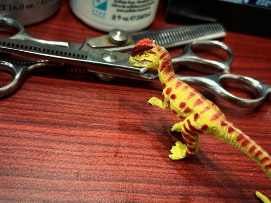 A green Dilophosaurus with brown spots stands on a counter and eyes two pairs of hair dressing scissors with mischief.