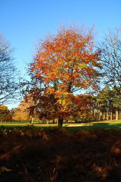 I almost missed this one, turned because of an invisible but loud Jay, and then couldn't help but utter 'wow'. Beech trees are superb in their fall color spectra. #fall #beechtree #uk #nottinghamshire #nature