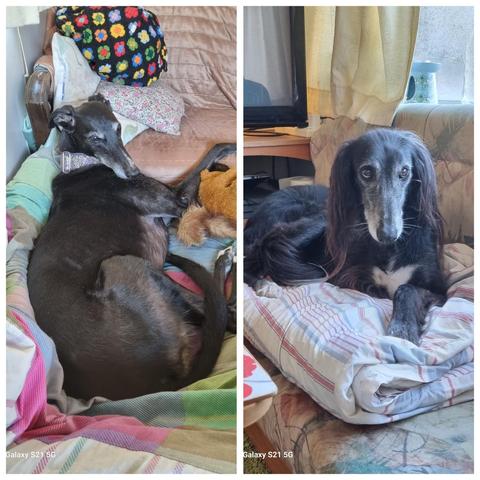 Collage zweier Bilder. Bild 1 Windhund auf Sofa. Bild 2 Soluki Lurcher auf Sofa/ collage of two pictures. Picture 1: greyhound on Sofa. Picture 2: Solukilurcher on sofa