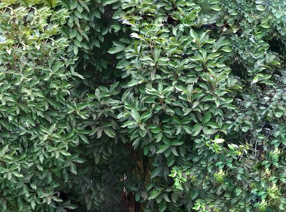 Tree.
#awesome_nature #awesome_naturepics #Backgrounds #Blackside #FrontView #FullFrame #Green #Growth #HighAngleView #Leaf #Nature #Outdoors #Plant #Repost #Shrub #Snap_allnature #Snap_alltrees #Snap_community #Tree