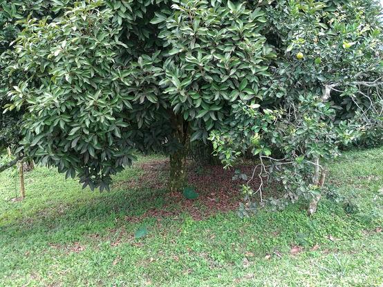 Tree.
#awesome_nature #awesome_naturepics #Backgrounds #Blackside #FrontView #FullFrame #Green #Growth #HighAngleView #Leaf #Nature #Outdoors #Plant #Repost #Shrub #Snap_allnature #Snap_alltrees #Snap_community #Tree