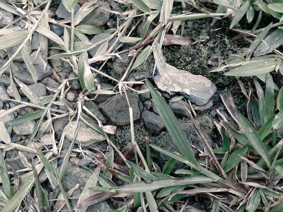 Split tone.
#awesome_nature #Backgrounds #Blackside #CloseUp #Field #FullFrame #Green #Growth #HighAngleView #Leaf #Outdoors #Plant #Snap_allnature #Snap_colours #Snap_community  #split_tone