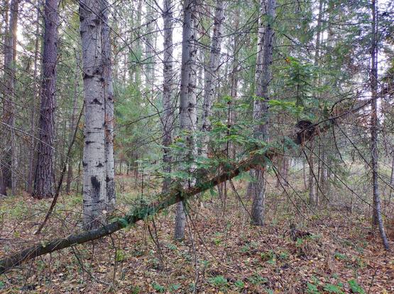 a fallen, though not dead, conifer, or evergreen, tree, shown in the midst of a forest of evergreen and birch trees, fallen leaves and needles; the diagonal tree has newly grown tiny recreations of trees lining the incline of the tree, giving an uncanny or confusing sense to the autumn scene
