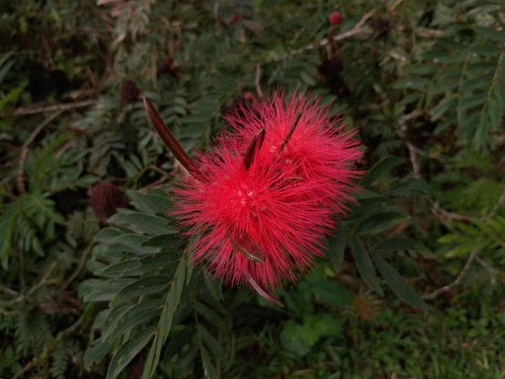 Calliandra haematocephala.
#awesome_nature #Blackside #Calliandrahaematocephala
#CloseUp #Flower #Growth #HighAngleView #Leaf #Nature #Outdoors #Plant #Red #Snap_allnature #Snap_colours #Snap_community #Snap_flowers #Snap_gardening #Snap_macro