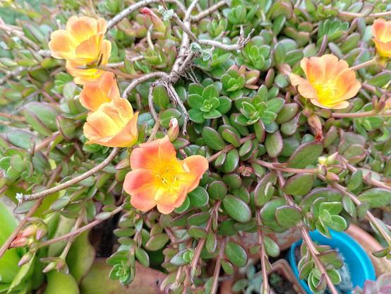 Portulaca grandiflora.
#awesome_nature #Blackside #CloseUp #Freshness #Growth #HighAngleView #Leaf #Nature #OrangeColor #Outdoors #Plant #Snap_allnature #Snap_colours #Snap_community #Snap_flowers #Snap_gardening