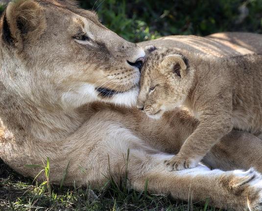 A lioness is gently cuddling with her cub, who is affectionately nuzzling against her. They are lying on the grass, surrounded by a lush green backdrop.