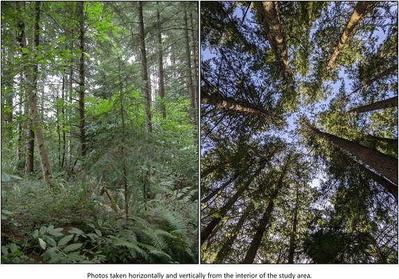 Photos taken horizontally and vertically from the interior of the study area [of trees and undergrowth]