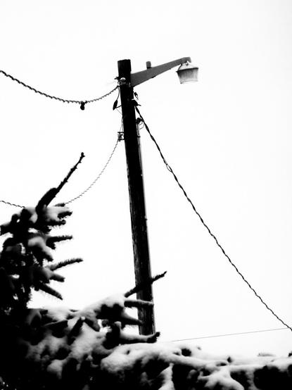 A high contrast black and white image of a light pole with three wires attached to it. At the bottom edge of the image branches of a conifer trees with snow on them can be seen.