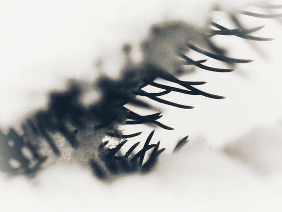 A black and white image of the spiky branch of a conifer tree covered in snow.