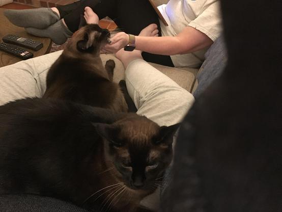 One's lap is never empty in a house with cats