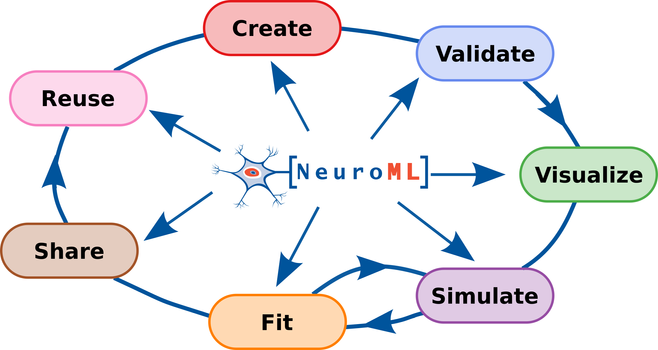 An image with the NeuroML logo in the middle and the different steps of the model building life cycle around it: create, validate, visualize, simulate, fit, share, re-use.