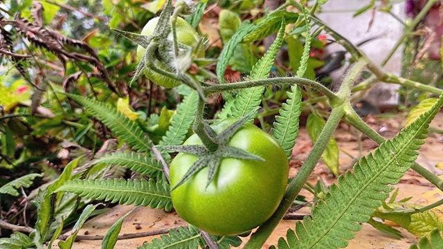 Green nature.
#awesome_nature #Blackside #CloseUp #fotomaster #Freshness #FrontView #Green #Growth #HighAngleView #Leaf #Nature #Outdoors #Plant #podium_macro #Snap_allnature  #Snap_colours #Snap_community #Snap_community_member #Snap_macro #Snap_gardening #Vero