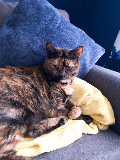 Tortie cat on yellow blanket with blue pillow