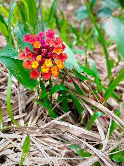 Colorful lantanas.
#awesome_nature #Blackside #CloseUp #Flower #fotomaster #FlowerHead #Freshness #FrontView #Green #Growth #HighAngleView #lantanas #Nature #Outdoors #Plant #podium #podium_macro #Snap_allnature #Snap_colours #Snap_community  #Snap_community_member #Snap_flowers #Snap_gardening #Snap_macro #Vero #verotoghrapy