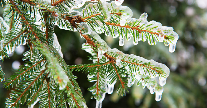 Color image of pine needles encased in ice following an overnight ice storm. Image shows the needles all neatly sealed by the ide that has formed all around them.