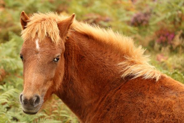 A young fell pony on a Welsh mountain loos sideways towards the photographer