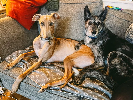 Brindle grey hound (Rua) on sofa beside black/white Lurcher (Finn)