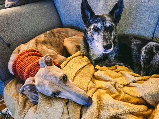 Brindle grey hound (Rua) on sofa beside black/white Lurcher (Finn)