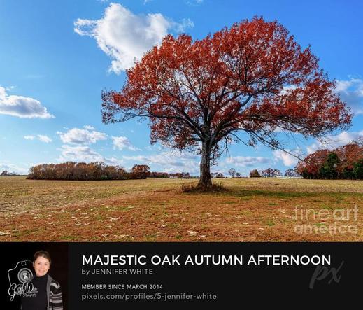 A majestic large oak tree with orange leaves on a beautiful fall season afternoon in Ozark, Missouri.
https://5-jennifer-white.pixels.com/featured/majestic-oak-autumn-afternoon-jennifer-white.html
#buyintoart #photography #treeart #treephotography