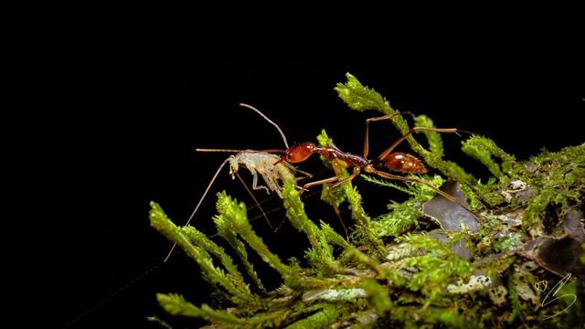 nature photograph taken at night showing an ant carrying a small bush cockroach with its mandibles among the bryophytes of a trunk in the forest, as if it were expelling it from its territory.