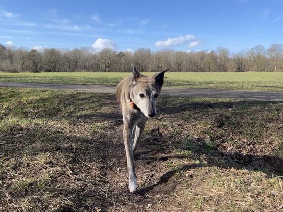 A greyhound running on a beautiful spring day.
