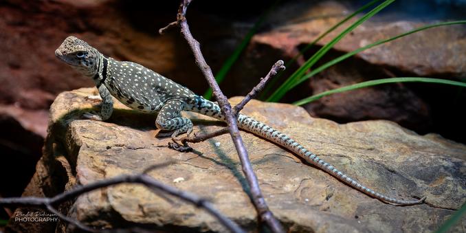 Eastern Collared Lizard standing on top of a rock in his exhibit at the Saint Louis Zoo.