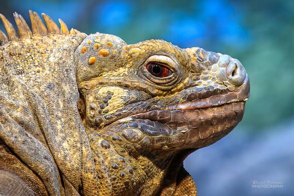 Head shot of a large Jamaican Iguana.