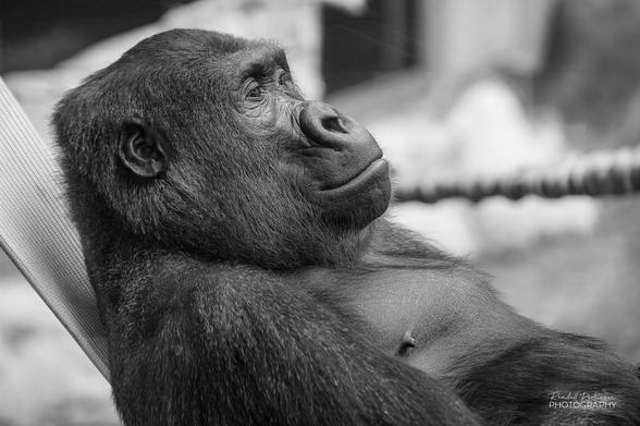 Western Lowland Gorilla relaxing on a firehouse in his indoor habitat at the Saint Louis Zoo.
