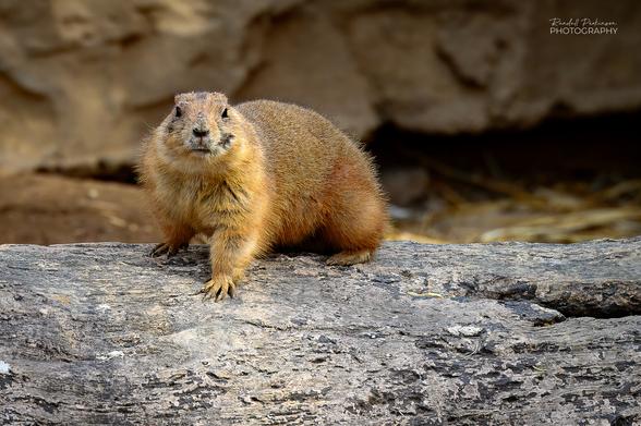A black-tailed prairie dog sits on top of a log in his enclosure at the St. Louis Zoo.