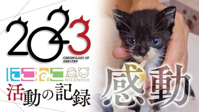 【感動】2023年に保護された40匹の猫たち...出会いと別れ、笑顔と涙。【にこねこ保育園】活動記録 2023
