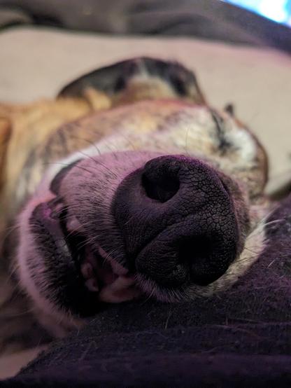 Close up of the nose of Finn the Greyhound mix (Lurcher). He's sleeping soundly with an open mouth, and you can see his missing and broken front teeth.
