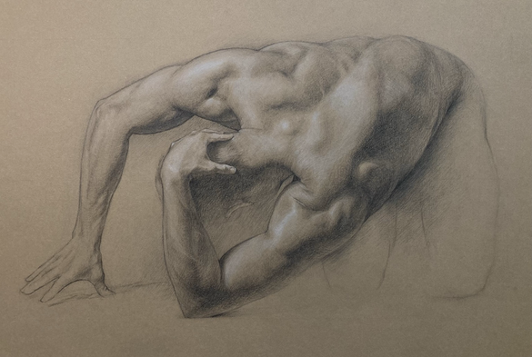 Study of male torso (back) in carbon pencil and chalk on brown paper.