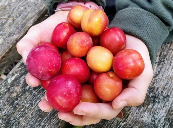 Close-up shot of a pair of hands, full of ripe cherry plums.