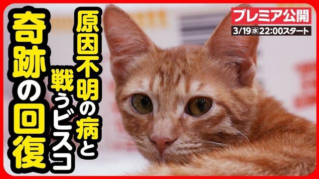 【子猫 保護】原因不明の病を抱えた子猫...奇跡の回復へ