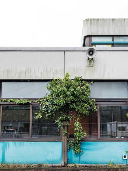 Foto: Busch an der alten Gesamtschule. Wir sehen die abgeranzte Fassade der alten Gesamtschule in Troisdorf kurz vor dem Abriss. Zwischen zwei Fenstern rankt Grünzeug empor und ahnt noch nichts vom baldigen Aus durch die Bagger.