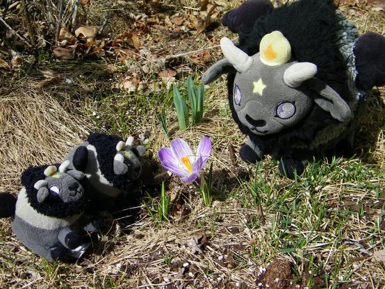 Three plush Baphomets (gray and black goats with wings) -- one big and two small -- admiring a purple and white crocus. Around them are dried brown grass and leaves, and a few green shoots.