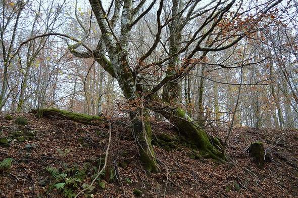 A tree with twisted bare branches, on a steep earth bank. Trunk and branches are covered with green moss. A forest, and pale grey sky behind.