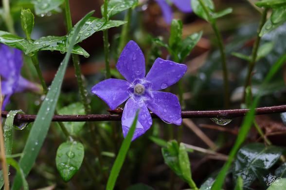 Rain-Kissed Petals