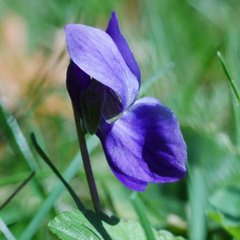 A macro photo of a single viola odorata blossom, the wood violet. It ranges from purple to a lavender color on various parts of the petals. The view is looking at the flower from the side. It is surrounded by mostly out of focus greenery. The stem is in the shadow of the blossoms.