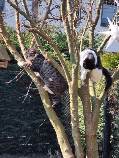 Tomcat's Mica and Jasper in a tree
