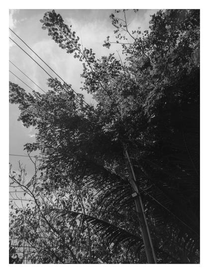 A black and white photograph, looking upwards towards a dense canopy of trees and a power line with overhead wires against a cloudy sky.