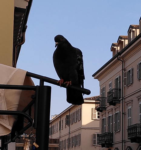 Pidgeon on the roof stick of the gazebo in my terrace. Clear blue sky in the background. Part of the neighborhood building on the sides and on the bottom.