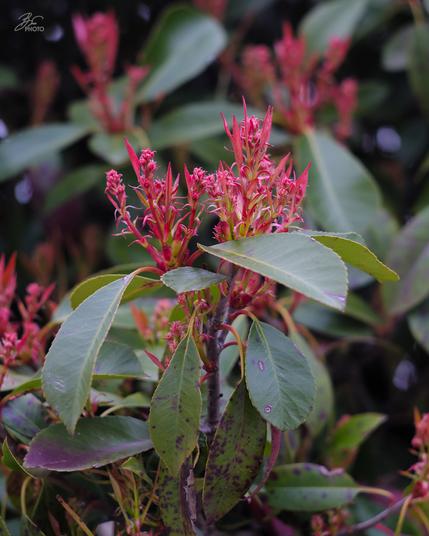 New Growth Rising