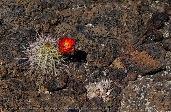 A small, short barrel shaped cactus with long spines displays a single multi-petalled carmine flower; it is growing in an ancient lava flow of blacks, browns, and a dash of red; there is a bit of lichen lower right.
©BosqueBill.com