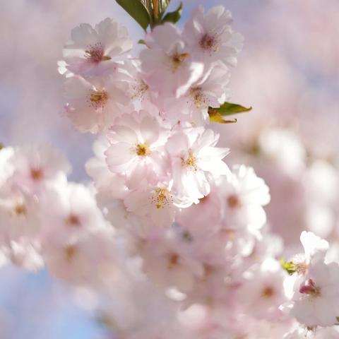 Bild einer Kirschblüte mit unscharfen Hintergrund.