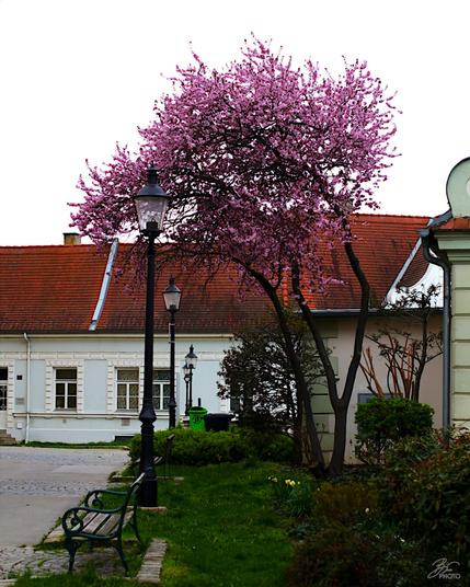 Pastel Streetscape
