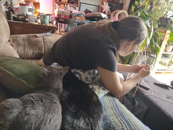 A sunlit room with two cuddling cats on a couch has a woman in a black t-shirt fiddling with strings in an attempt to make some sort of trellis for a weak-spined house plant. There are many plants in the background amongst the bins of seeds and assorted clutter.