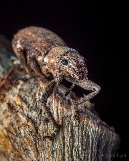 A Fuller's rose weevil, Pantomorus cervinus, crawling along a stick.