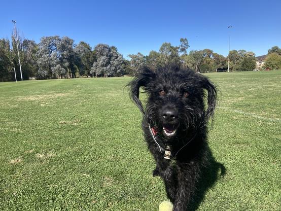 A shaggy black dog in a grass field. She is running towards the camera, ears flopping, mouth relaxed and eyes bright looking at the photographer. She has just dropped a tennis ball she is playing with